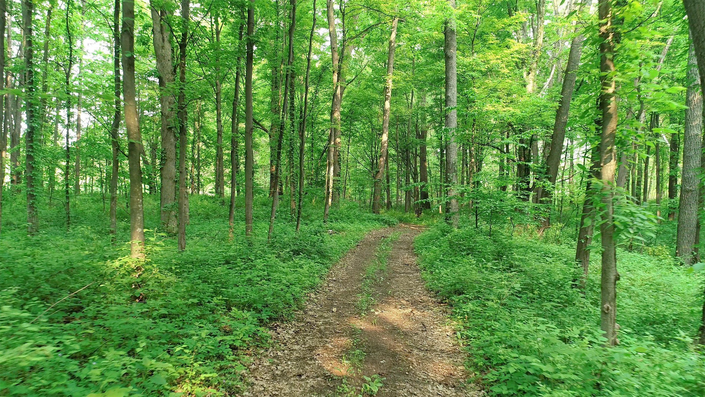 Van Buren County, Michigan farmland - LAND AUCTION - 194+/- ACRES OFFERED IN 5 TRACTS IN VAN BUREN COUNTY, MICHIGAN